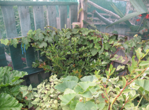 Screen shot 2014-01-30 at 8.33.20 AM