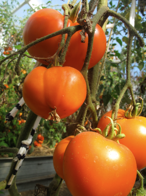 Screen shot 2014-03-18 at 8.04.26 AM