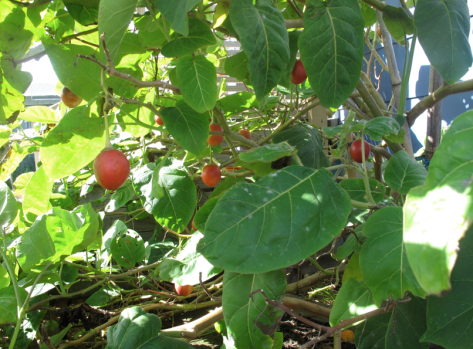 Screen shot 2014-04-22 at 7.52.59 AM