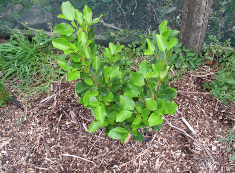 Screen shot 2014-07-13 at 8.09.42 AM