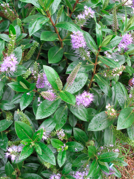 Screen shot 2014-07-13 at 8.11.01 AM