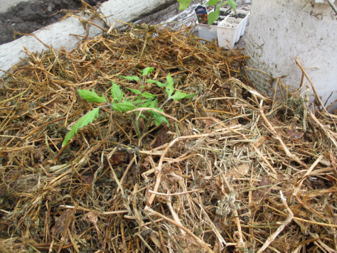 Screen shot 2014-09-23 at 5.27.27 PM