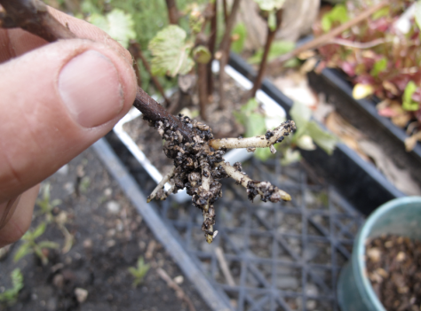 Screen shot 2014-10-13 at 6.28.49 AM