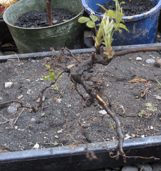 Screen shot 2014-10-13 at 6.30.05 AM