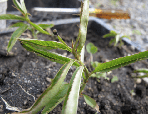 Screen shot 2014-10-13 at 6.31.04 AM