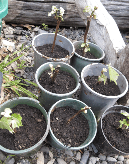 Screen shot 2014-10-13 at 6.31.43 AM