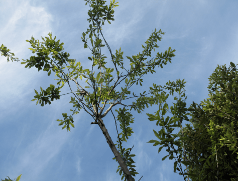 Screen shot 2014-10-13 at 6.34.42 AM