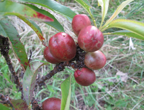 Screen shot 2014-12-17 at 7.36.27 AM