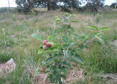 Screen shot 2014-12-17 at 7.36.39 AM