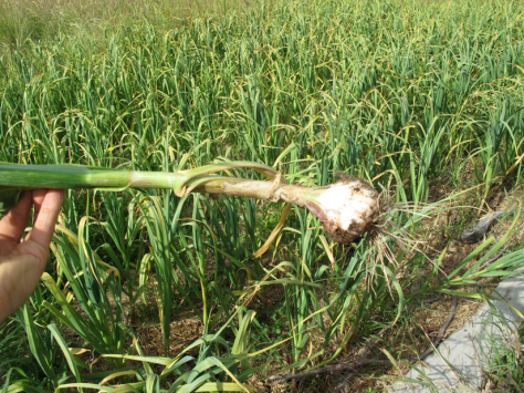 Screen shot 2014-12-30 at 7.37.25 AM