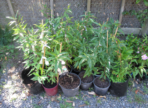 Screen shot 2015-03-01 at 6.10.45 PM