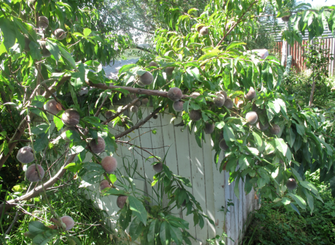 Screen shot 2015-03-01 at 6.11.16 PM