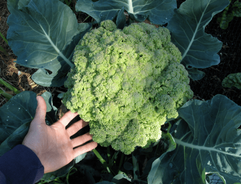 Screen shot 2015-03-31 at 10.21.45 AM