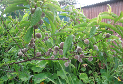 Screen shot 2015-03-31 at 10.33.14 AM