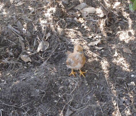 Screen shot 2015-04-27 at 8.39.34 AM