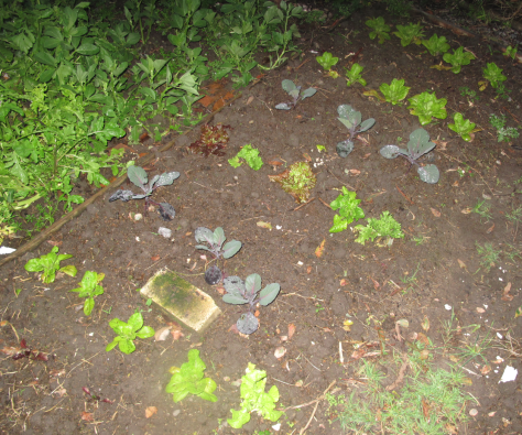 Screen Shot 2015-07-29 at 5.49.28 pm