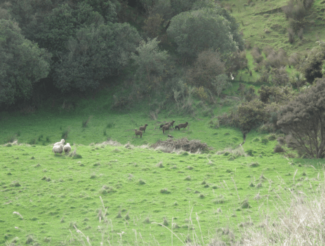 Screen Shot 2015-07-29 at 5.50.01 pm