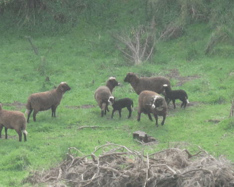 Screen Shot 2015-07-29 at 5.50.14 pm