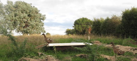 Screen Shot 2015-09-04 at 10.24.08 am