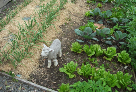 Screen Shot 2015-09-20 at 6.58.17 am