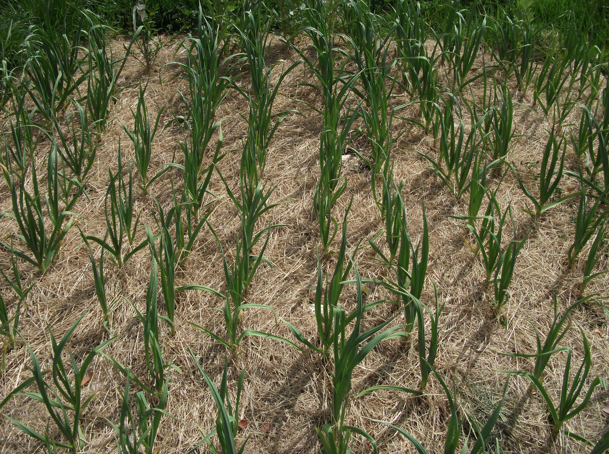 Screen Shot 2015-10-04 at 1.33.28 pm