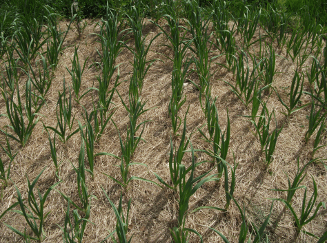 Screen Shot 2015-10-04 at 1.33.28 pm