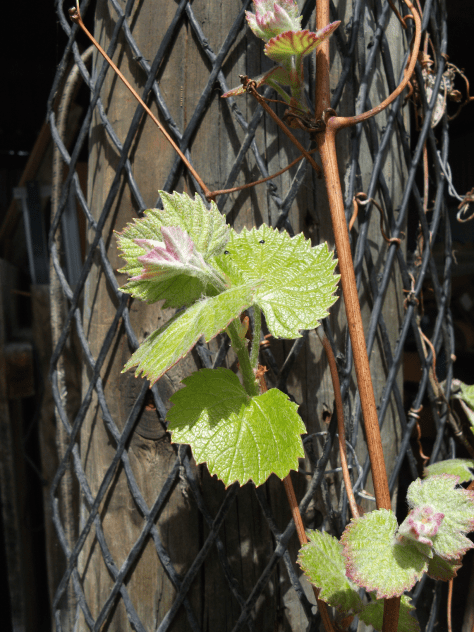 Screen Shot 2015-10-04 at 1.34.26 pm