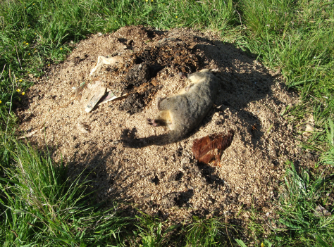 Screen Shot 2015-11-08 at 6.51.40 am