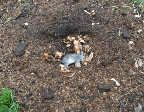 Screen Shot 2015-11-15 at 3.11.23 pm