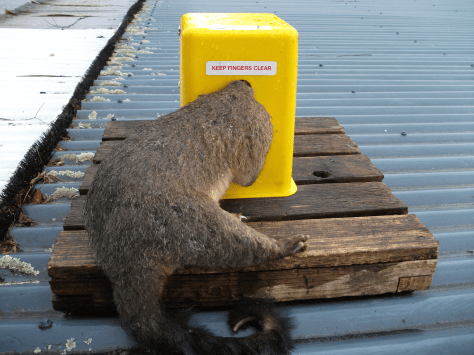 Screen Shot 2015-11-15 at 3.11.34 pm