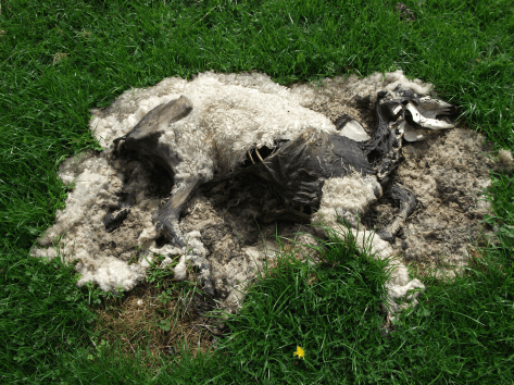 Screen Shot 2015-11-15 at 3.13.13 pm