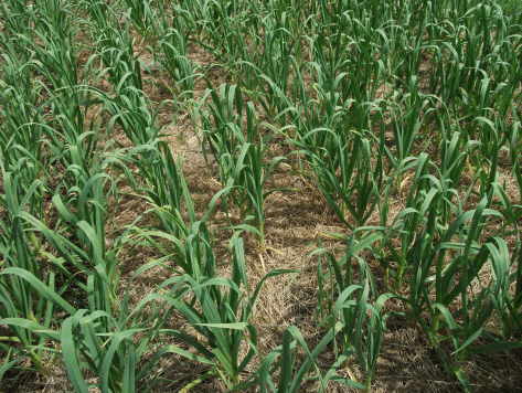 Screen Shot 2015-12-11 at 10.27.09 am