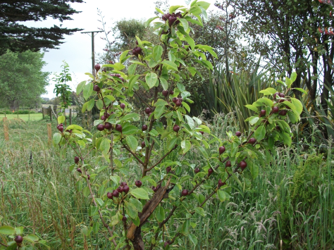 Screen Shot 2015-12-13 at 12.08.39 pm