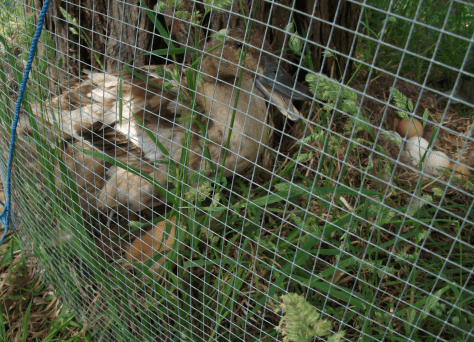 Screen Shot 2015-12-13 at 12.10.01 pm