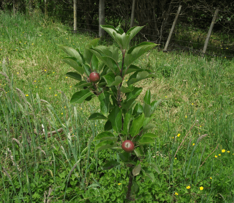 Screen Shot 2015-12-16 at 6.51.25 am