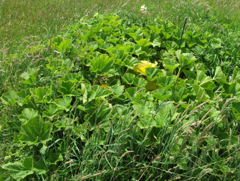 Screen Shot 2015-12-16 at 6.51.36 am