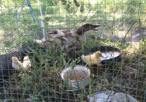 Screen Shot 2015-12-24 at 5.50.01 am