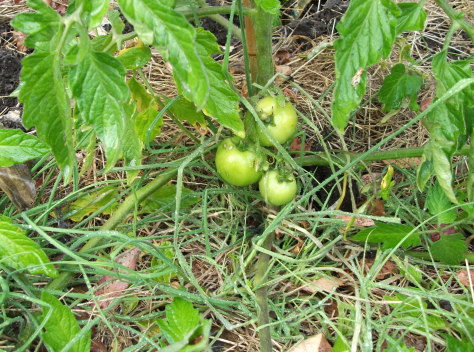 Screen Shot 2015-12-28 at 6.05.46 am