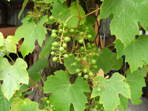 Screen Shot 2016-01-03 at 3.32.17 pm