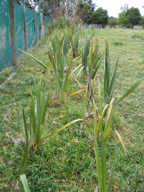 Screen Shot 2016-01-03 at 3.32.48 pm