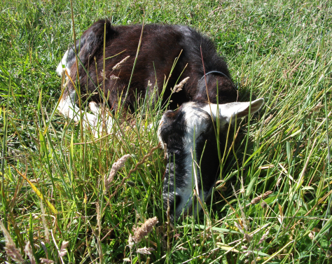 Screen Shot 2016-01-03 at 3.39.34 pm