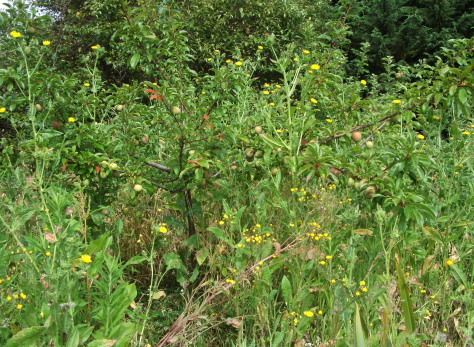 Screen Shot 2016-01-03 at 5.18.55 pm