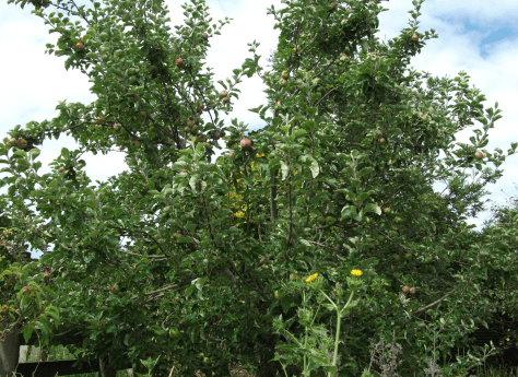 Screen Shot 2016-01-03 at 5.19.05 pm