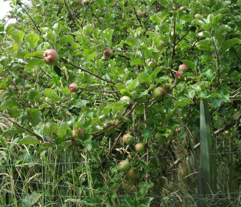 Screen Shot 2016-01-03 at 5.19.19 pm