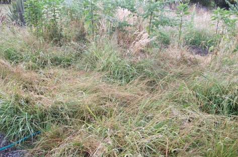 Screen Shot 2016-01-18 at 11.09.48 am