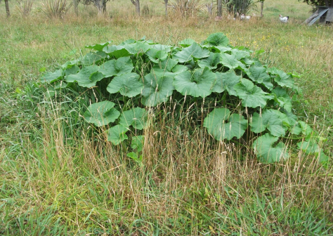 Screen Shot 2016-01-27 at 5.27.55 pm