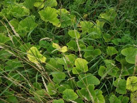 Screen Shot 2016-01-27 at 5.28.02 pm