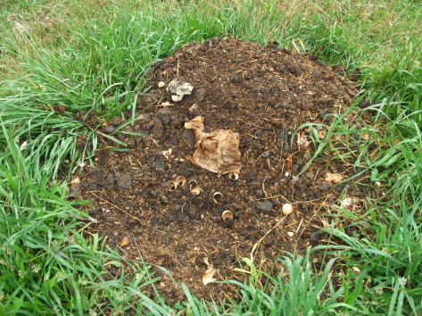 Screen Shot 2016-01-27 at 5.28.10 pm