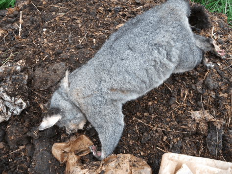 Screen Shot 2016-01-27 at 5.28.25 pm