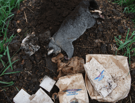 Screen Shot 2016-01-27 at 5.29.21 pm